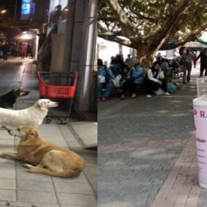 valilikten pes pese iki karar Lhs1NXnj