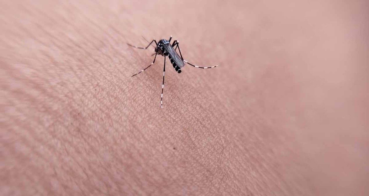 dang hummasi tasiyan sivrisinek tespit edildi EfJTEJ76