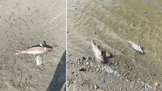 kurakligin vurdugu burcun goletinde korkutan tablo toplu balik olumleri tedirgin etti WBaFfXzi