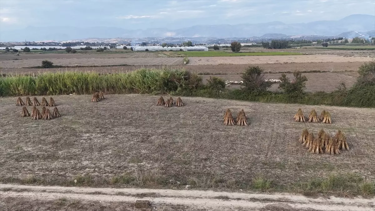 manavgat altin susami abde tescilleniyor bkx2Tvlc.jpg