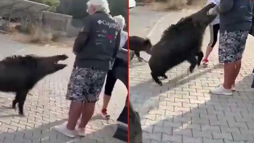 aydinda dehsete dusuren olay besledigi yaban domuzu tatilciyi isirdi BqGQNVba.jpg