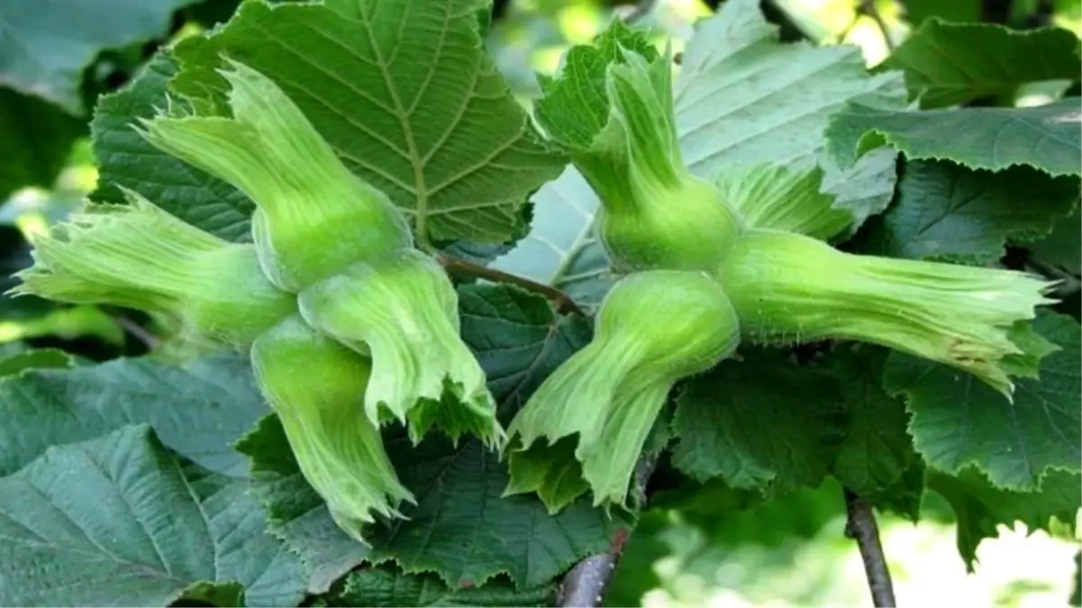 duzceden findik ihracati G7lOZdjh.jpg