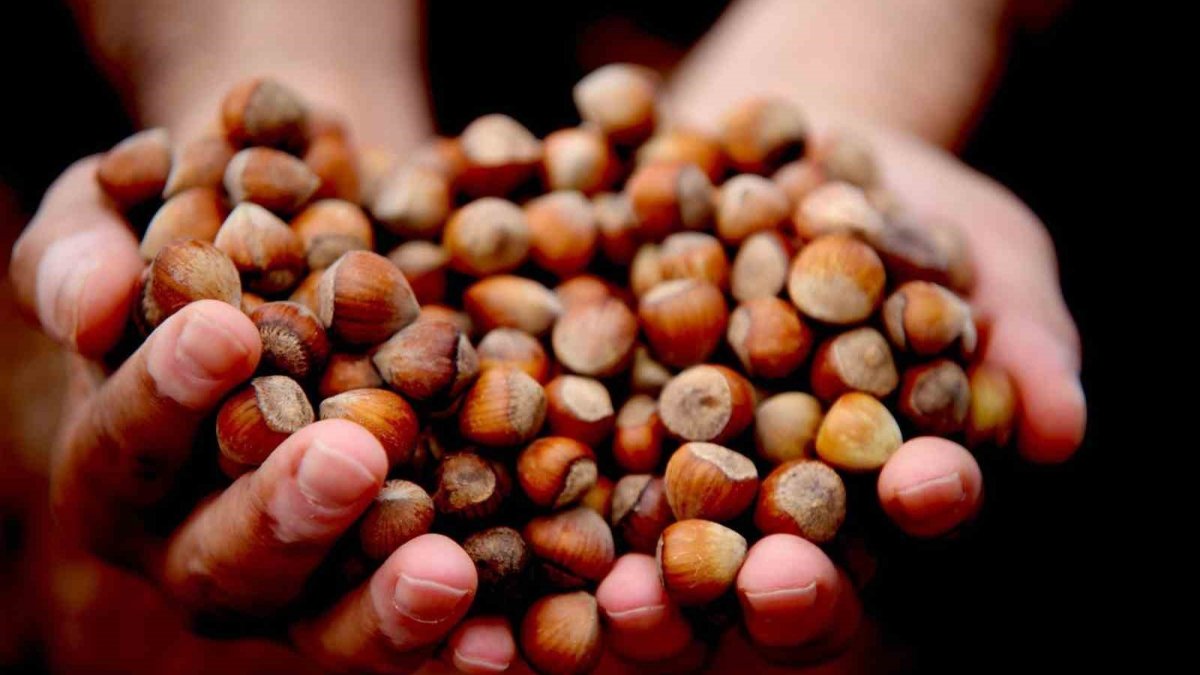 Düzce, fındık ihracatında geçen yıla kıyasla geride