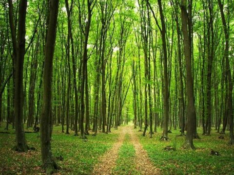 Ormanlara Üç Yoldan Tehdit: Yeni Yasa Tasarısı